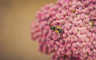 Картинка пчела, розовые цветы, насекомые