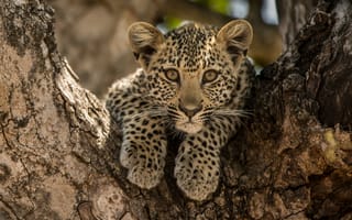 Обои Leopard in tree, животное, хищник, леопард