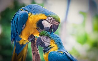 Обои Blue Macaw, пернатые, Голубой ара, птицы, попугаи