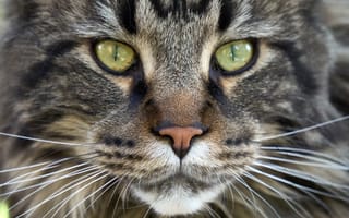 Картинка кот, усы, глаза