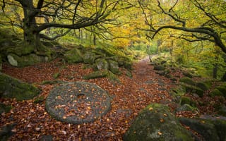 Картинка Осенний лес