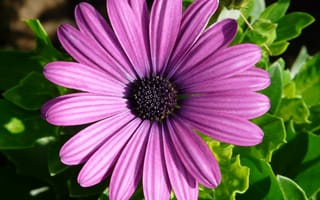 Картинка фиолетовый Дейзи, остеоспермум, лепестки