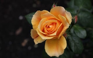 Картинка Желтые розы