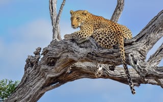Обои Leopard in tree, леопард, животное, хищник