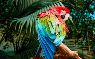 Картинка Ара, попугай, красочный, разноцветный, птица