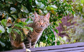 Картинка полосатый кот, дерево, листья, стоящий, уличный