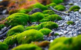 Картинка мох, трава, зеленый, камни, природа