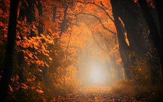 Картинка осенний лес, лиственный лес, листопад, деревья, туннель, дорожка
