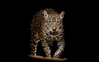Картинка Leopard portrait, семейства кошачьих, леопард, хищник, животное