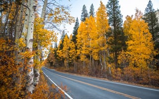 Картинка осень, пейзаж, дорога, деревья