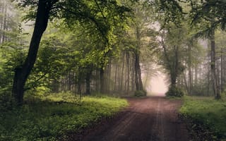 Картинка лес, деревья, пейзаж, туман, дорога, природа