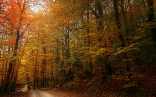 Картинка осень, деревья, природа, лес, пейзаж, краски осени, дорога
