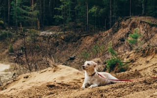 Картинка собака, ошейник, лежа, белый пес, лес, песок, поводок