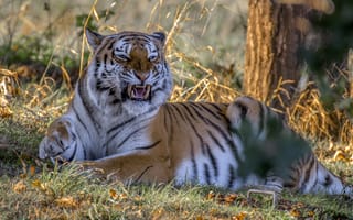 Картинка Оскал Амурского тигра