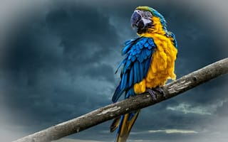 Картинка Попугай ара, птица на шесте, птица