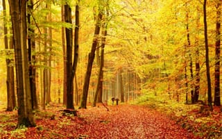 Картинка золотая осень, осенние листья, парк