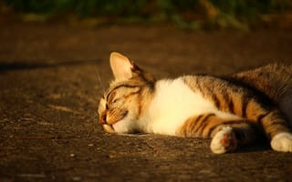 Картинка котенок, лежа, милый, кот, спящий