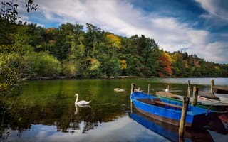 Картинка река, лодки, лебеди, осень, деревья, пейзаж