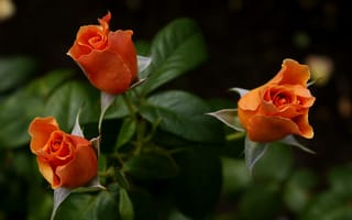 Картинка Три желтых розы