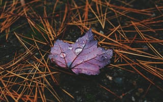 Картинка лист, капли, опавшие листья, макро, природа, осень