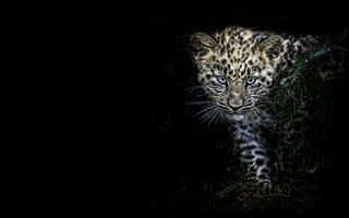 Картинка кошка, хищник, морда, зверь, животное, черный, взгляд, леопард