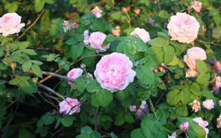 Обои розовые розы, бутоны, лепестки, листья