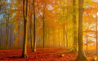 Картинка осень, туман, деревья, природа, лес, краски осени, пейзаж, осенние листья
