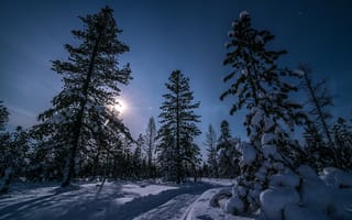 Обои следы, Луна, зима, снег, ночь, на открытом воздухе, природа, пейзаж, дорога, деревья