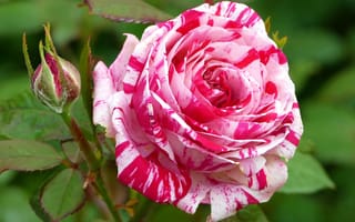 Картинка розовые розы, листья, бутон, полосатые лепестки, ветки