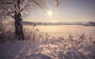 Картинка природа, зима, пейзаж, загородную местность, поле, снег, дерево