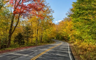 Картинка осень, осенние листья, пейзаж, краски осени, дорога, лес, деревья