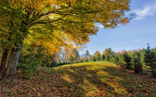 Картинка осень, деревья, лес, осенние листья, краски осени, пейзаж, холм