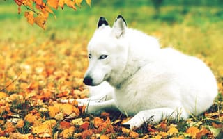 Картинка белый волк, листопад, осень
