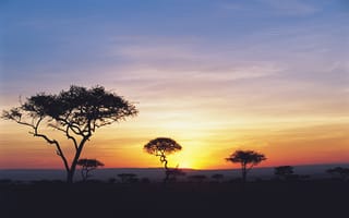 Картинка Африка, закат, деревья, вечер