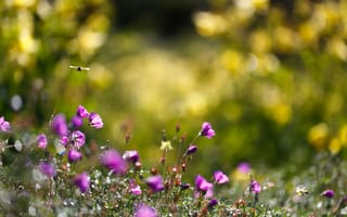 Картинка пчела, трава, цветки, макро