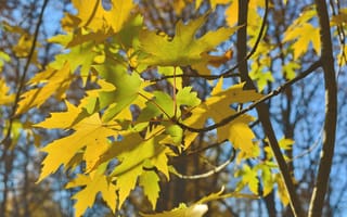 Картинка осень, кленовый лист, город, природа, парк