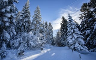 Картинка Финляндия, лес, Лапландия, снег, зима, природа, пейзаж, деревья