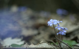 Картинка голубые цветы, цветы, глубина резкости, лес, ветви, макро, природа
