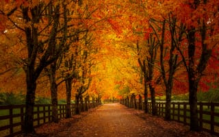 Картинка парк, деревья, осень, осенние цвета, дорога, пейзаж, аллея