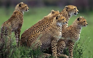 Картинка гепарды, семейство, мать