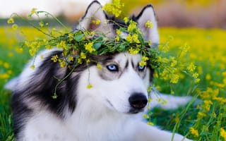 Картинка сибирский хаски, лужайка, поле цветов, венок на голове, собака, ушки