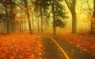 Картинка парк, деревья, туман, осенняя листва, яркие краски, дорога, осень, пейзаж, листопад
