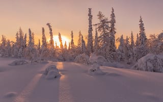 Картинка Salekhard, лесотундра, закат, зимняя тундра, Russia, снег, пейзаж, деревья, сугробы, зима