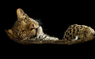 Картинка морда, хищник, черный, леопард, дикая кошка, смотрит, большая кошка