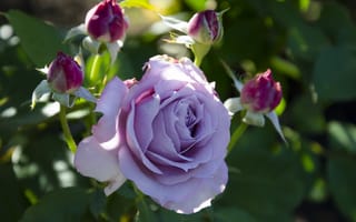 Картинка роза, флора, розы, цветы, цветок, пурпурные розы