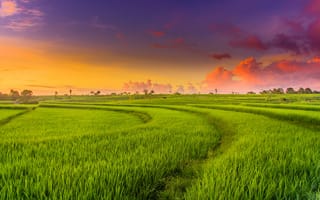 Картинка зеленый пейзаж, поле, рисовое поле, облака