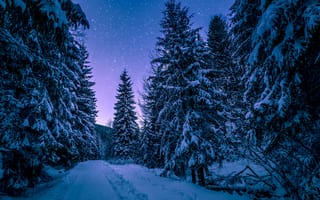 Картинка зима, лес, сияние, деревья, красивый пейзаж, небо, звёзды, природа, ночь, следы, снег, закат, тропинка, ели