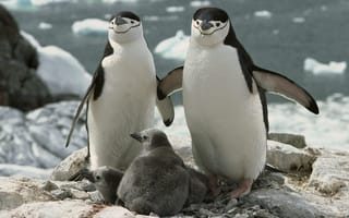 Картинка пингвины, крылья, клювы