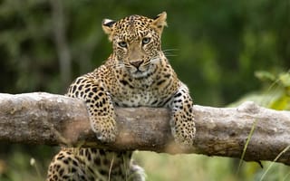 Картинка леопард, забирается на ветку, поваленное дерево