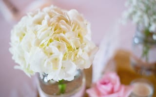 Картинка белые цветы, цветы, ваза, цветок
